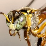 Bouncer Bees Toss Enemies From the Hive