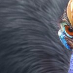 Cassowary Encounter