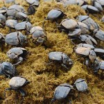 Dung Beetle’s Poop Preference