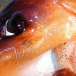 The Hunting Prowess of the Jumbo Squid