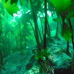 Tasmanian Kelp Forests You Didn’t Know Existed Are Disappearing