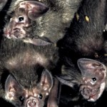 The Curious, Bloody Lives of Vampire Bats