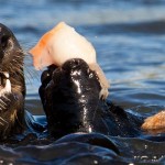 Otters